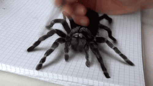 Incrível desenho 3d de uma aranha (3)