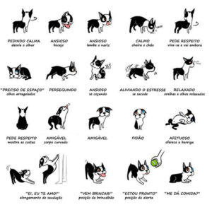 Veja como entender a linguagem canina