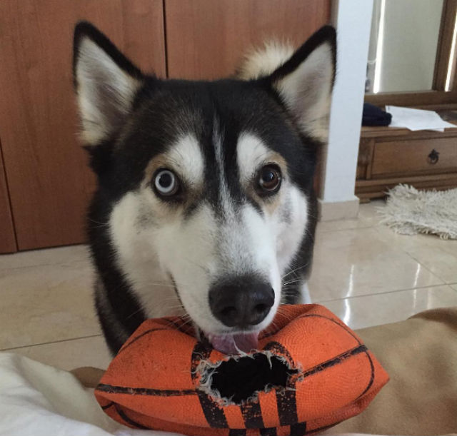 cão comedor de bolas