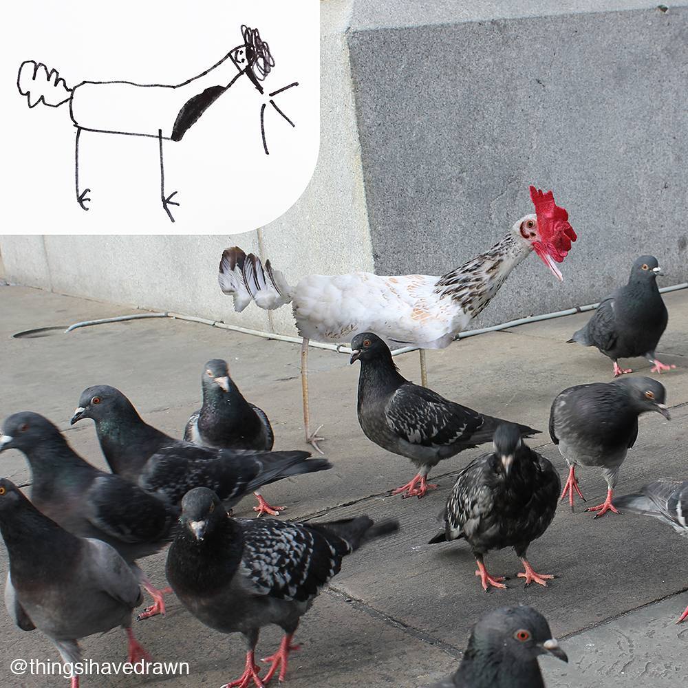 um galo no meio dos pombos