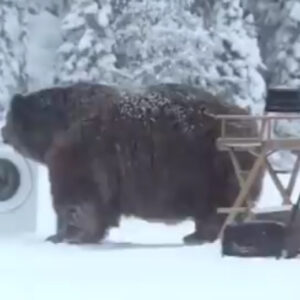 O urso que invadiu as gravações de um comercial para máquina de lavar roupas