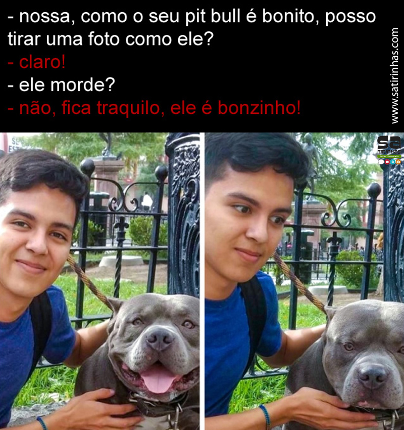 O pit bull bonzinho e deprimido