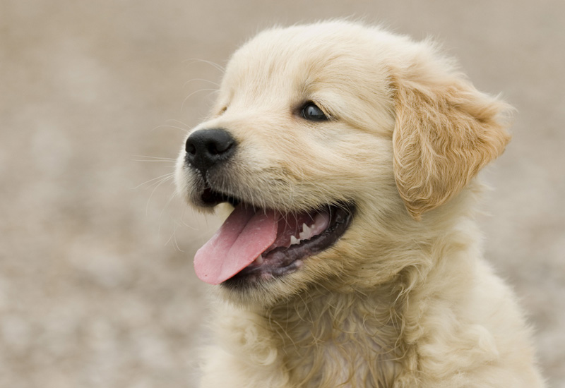 Como Deixar a Pelagem do Seu Cachorro Brilhando: Dicas para Pelos Incríveis