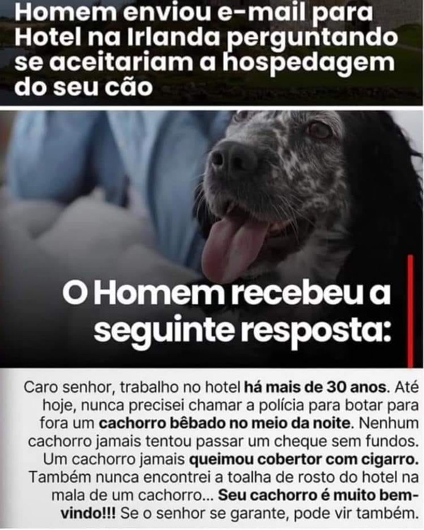 Hotel aceita hospedagem de cachorro